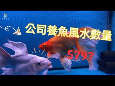 招財魚數量|養魚秘訣：數量是關鍵